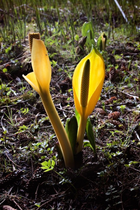 Plants flowers skunk cabbage meggan hayes Meggan Hayes