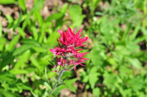 Plants flowers wikipedia small paintbrush Wikipedia
