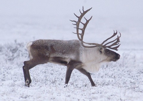 Alaska caribou viewing Caribou Dalton HWY Scott Stevens