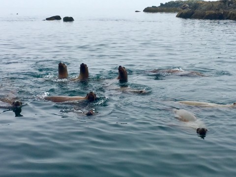 Sea lions | Lazy Otter Charters