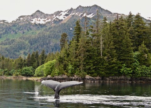 Humpback Whale in Prince William Sound