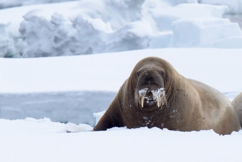 WALRUS