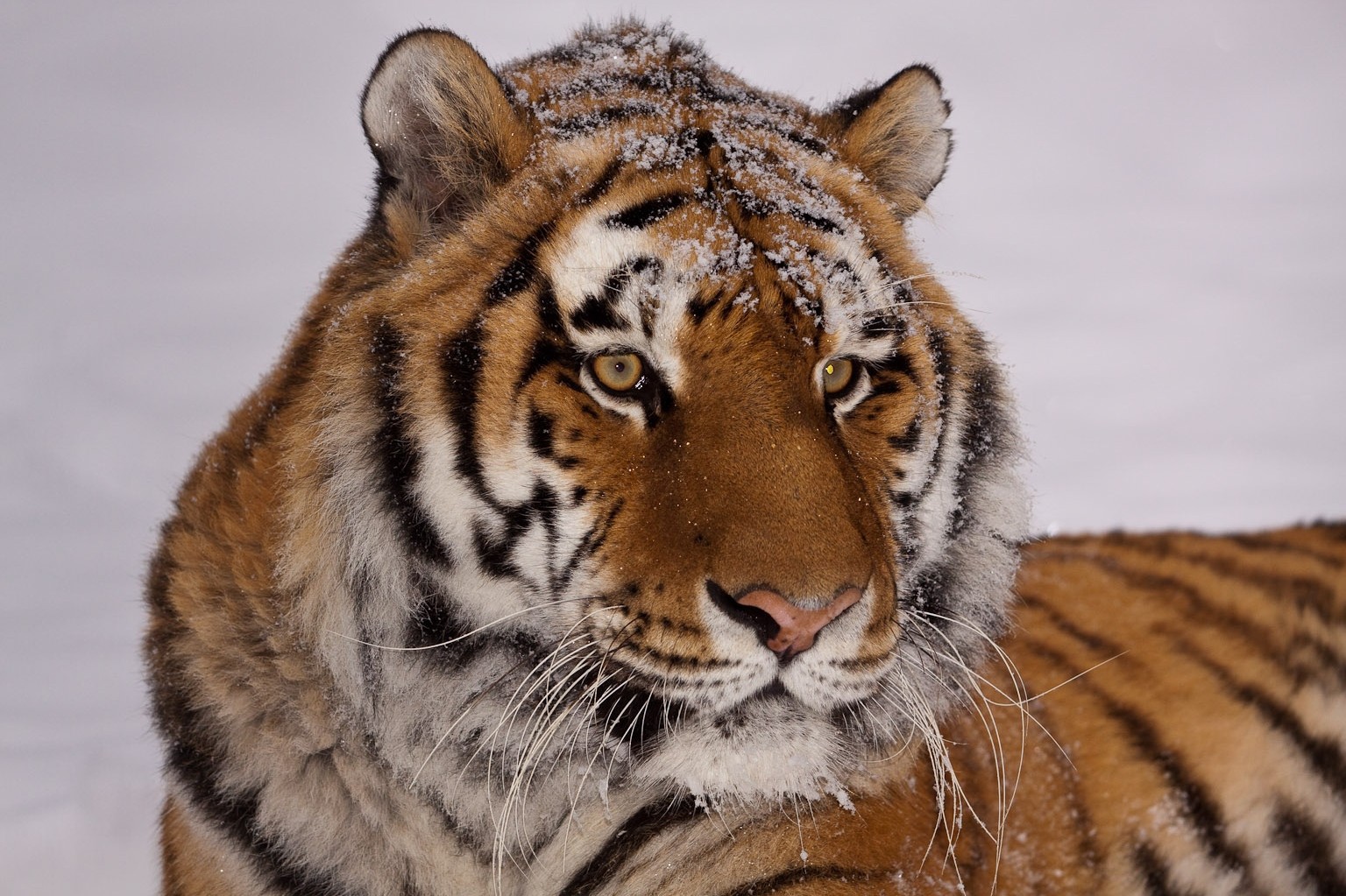 Amur Tigers | ALASKA.ORG