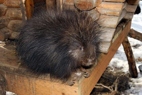 Porcupine