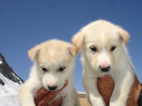 Fly to a remote glacier camp where you'll mush across the snow, and meet sled dogs in training!