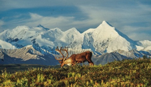 A tour on the Park Road is the best chance to see Alaska's Big 5; bears, moose, caribou, dall sheep, and wolves.