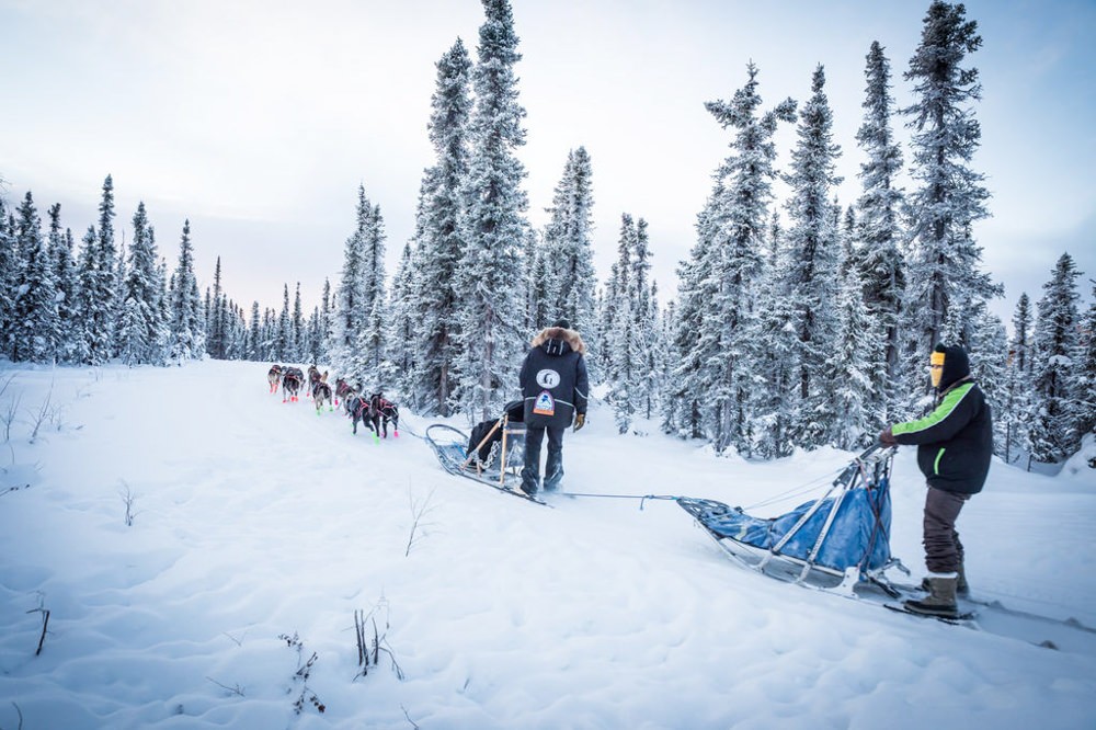 Black Spruce Dog Sledding | Summer & Winter Tours | ALASKA.ORG