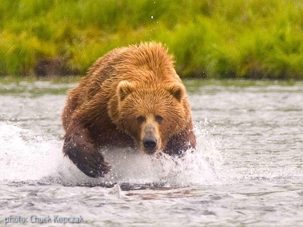 Kingfisher Aviation | Fly-In Bear Viewing From Kodiak | ALASKA.ORG