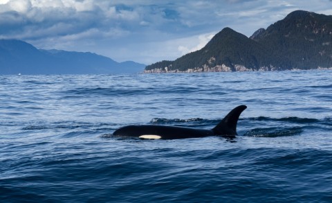 The smaller boat and kayaks allow you to get up close and personal with massive tidewater glaciers, as well as a variety of animals.