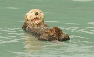 Major Marine Kenai Fjords Cruise | Wildlife Cruise From… | ALASKA.ORG