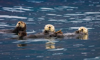 Stan Stephens Cruises | Great Wildlife Cruises From… | ALASKA.ORG