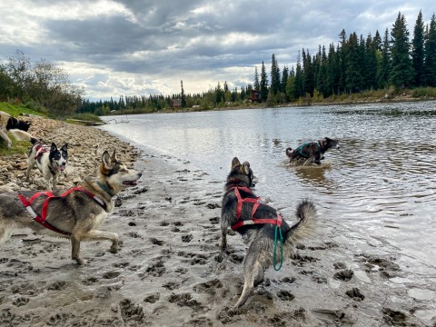 Summer Chena Play