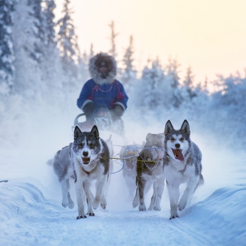 Winter Sled Dog Team
