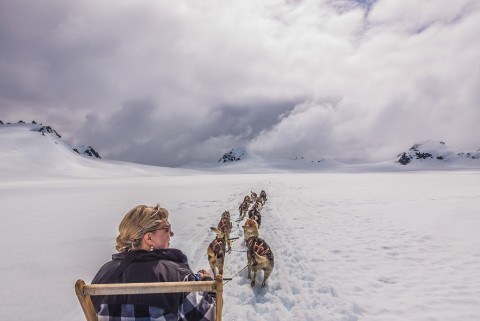 Sled dogs mushing through the snow.