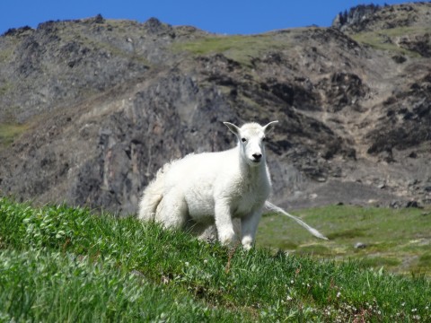 Harding icefield trail goat2