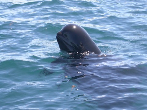 Short-finned Pilot Whale