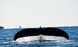 Sitka WhaleFest | Celebrate Marine Wildlife at Annual… | ALASKA.ORG