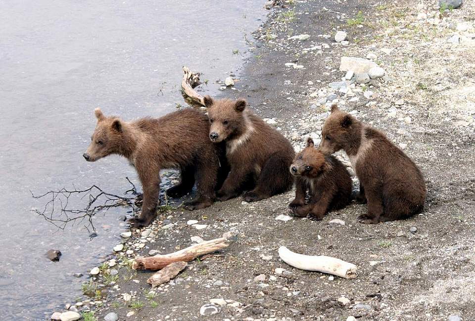 Four baby brown bears wait at the water