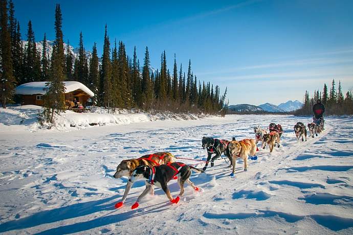 northern-lights-viewing-dogsledding-in-the-arctic-iniakuk-lake-lodge