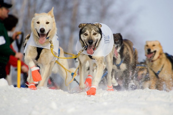 the-iditarod-alaska-photo-treks
