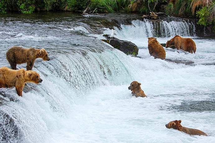 Bears-at-Brooks-Falls-Flickr-Scott-Michaels