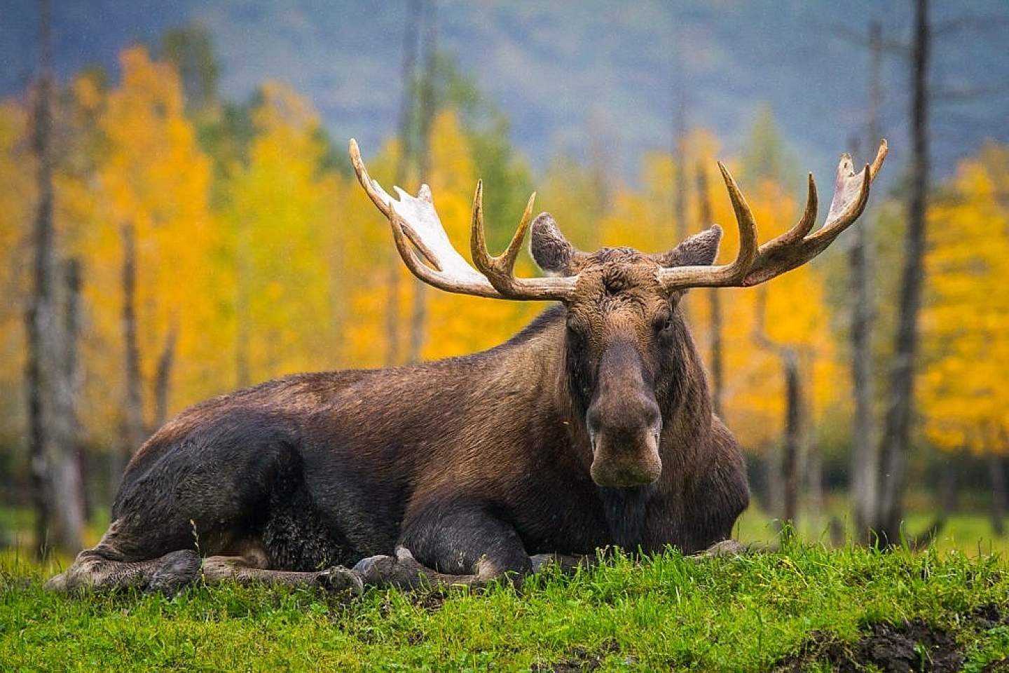 Stop into the Alaska Wildlife Conservation Center