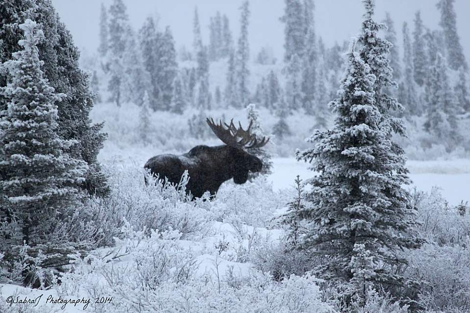 Moose in Alaska during the winter