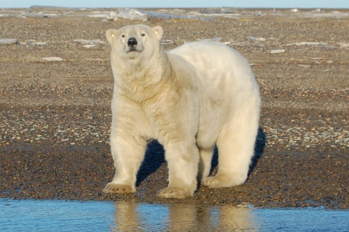 letting-deals-or-coupon-books-run-your-trip-Polar-Bear-Expedition