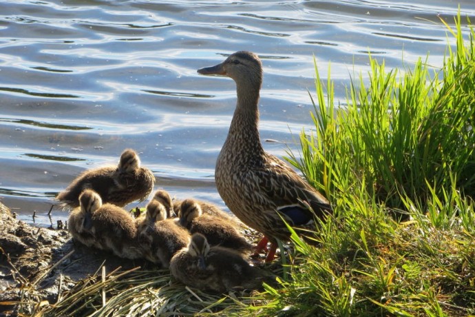 westchester-lagoon-susan-monse