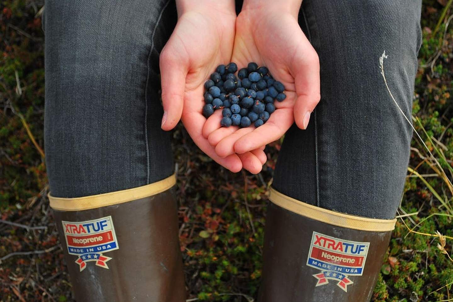 Discover delicious berries across Alaska.