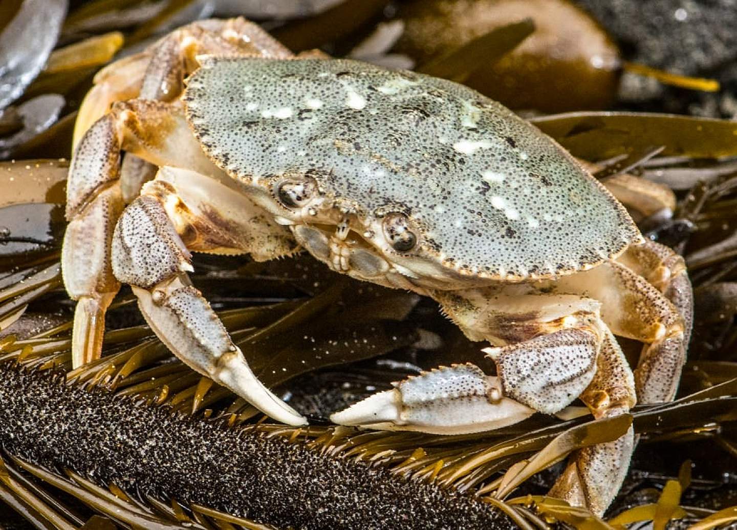 Dungeness crab is delectable.