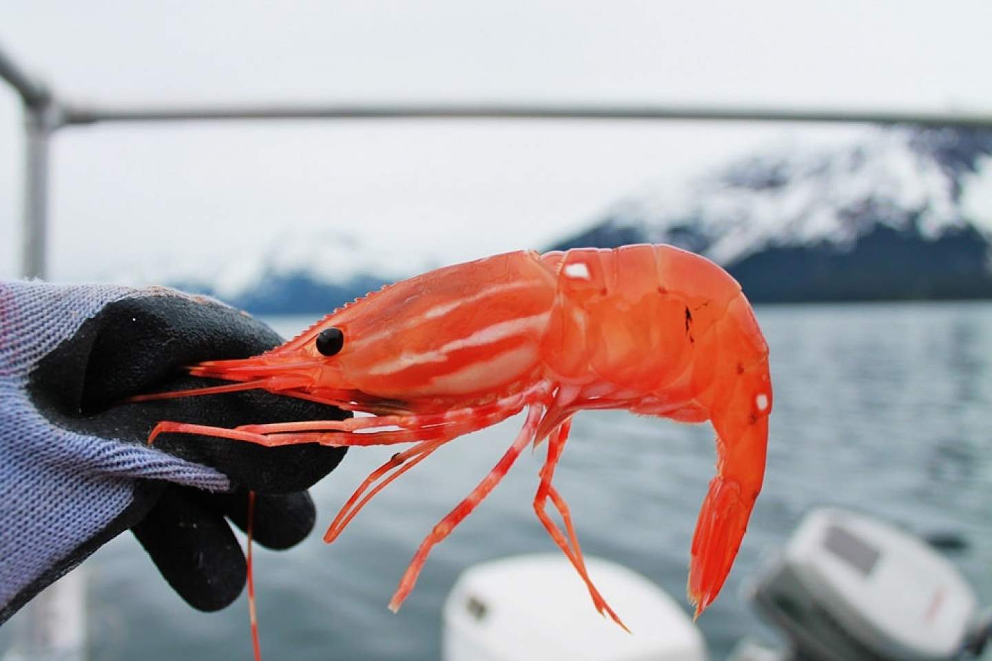 Don't skimp on Alaska's shrimp!
