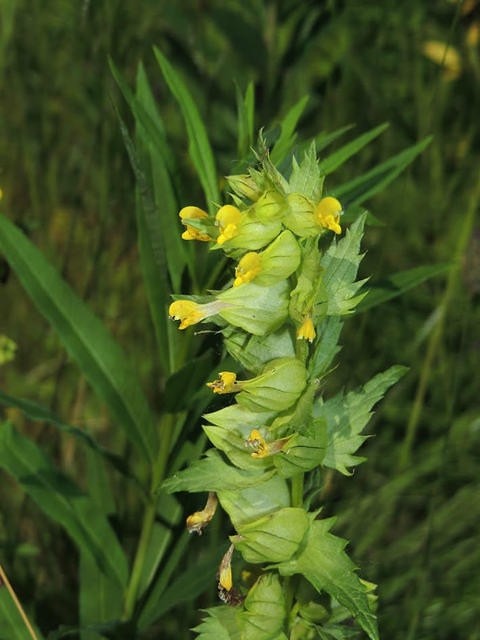Monkey flower Monkey Flower