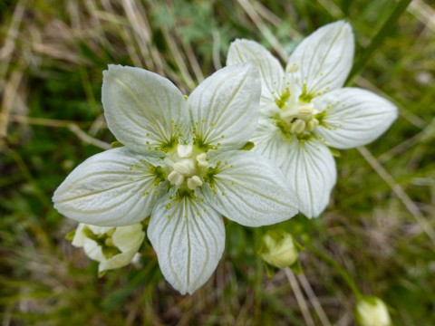 Parnassia palustris Northern Grass of Parnassus