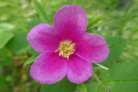 Prickly Rose