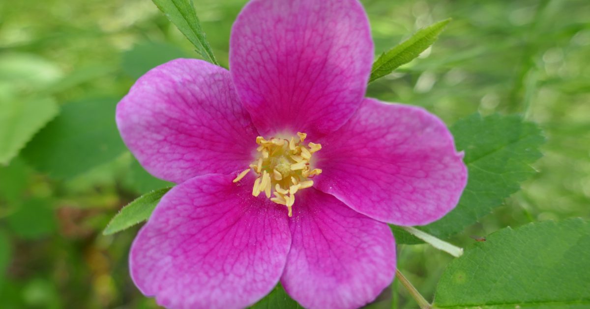 Prickly Rose | ALASKA.ORG