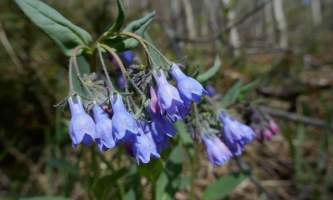 Bluebells of Scotland Campanula rotundifolia Fb35 RY Ew