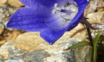 Campanula lasiocarpa Mountain Harebell