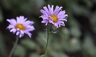 Subalpine daisy coastal fleabane Erigeron peregrinus thumbnail Andrey Zharkikh Flickr 6338715470 5c589d3d8e w