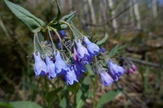 Bluebells of Scotland Campanula rotundifolia Fb35 RY Ew