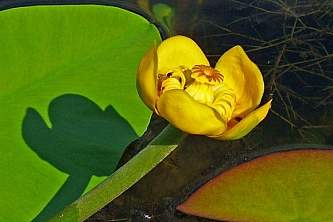 Nuphar polysepalum Lichens yellow pond lily wikimedia commons