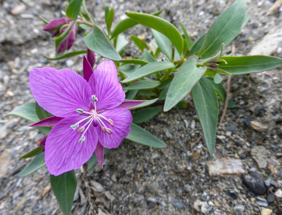 Dwarf Fireweed Epilobium latifolium