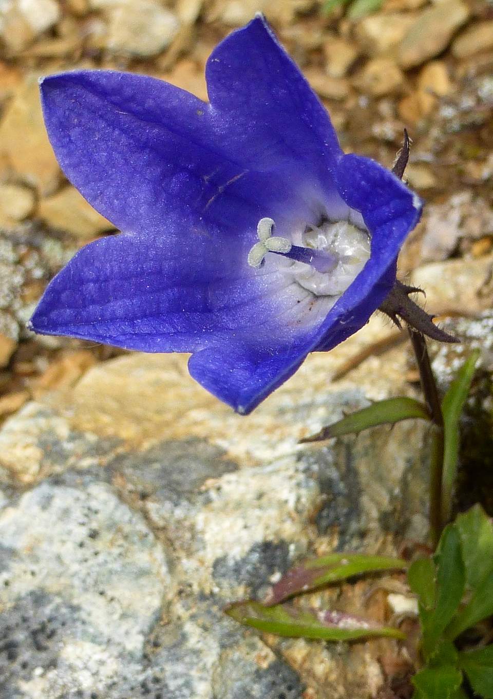 Campanula lasiocarpa Mountain Harebell