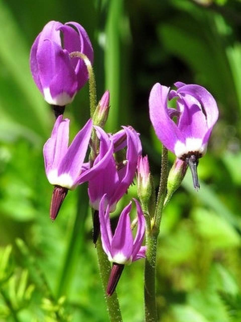 Jeffreys Shooting Star Dodecatheon jeffreyi NPS Crow Vecchio 8539842757 dc4bd057b4 w