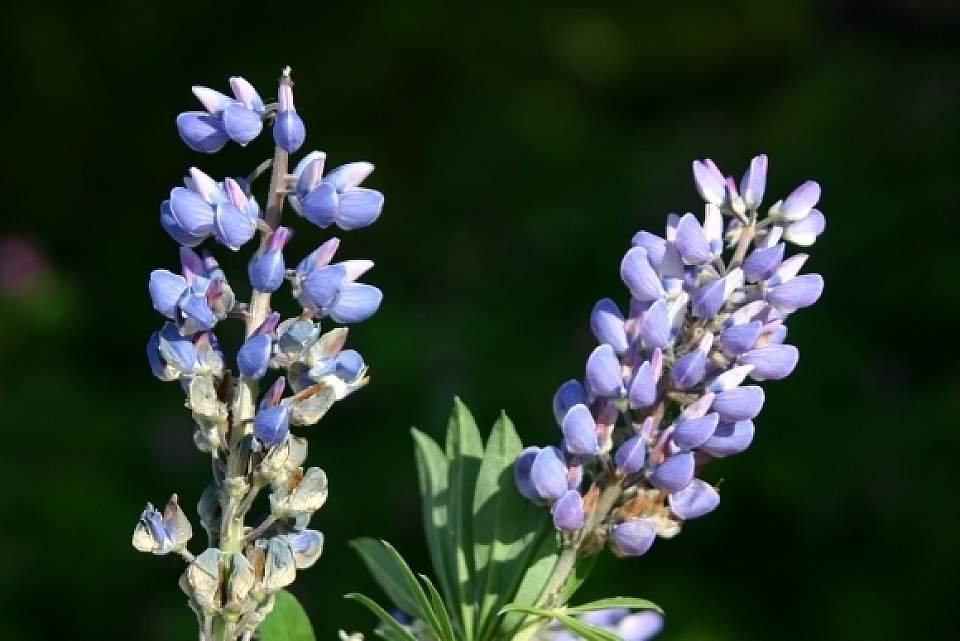 lupine flower close up