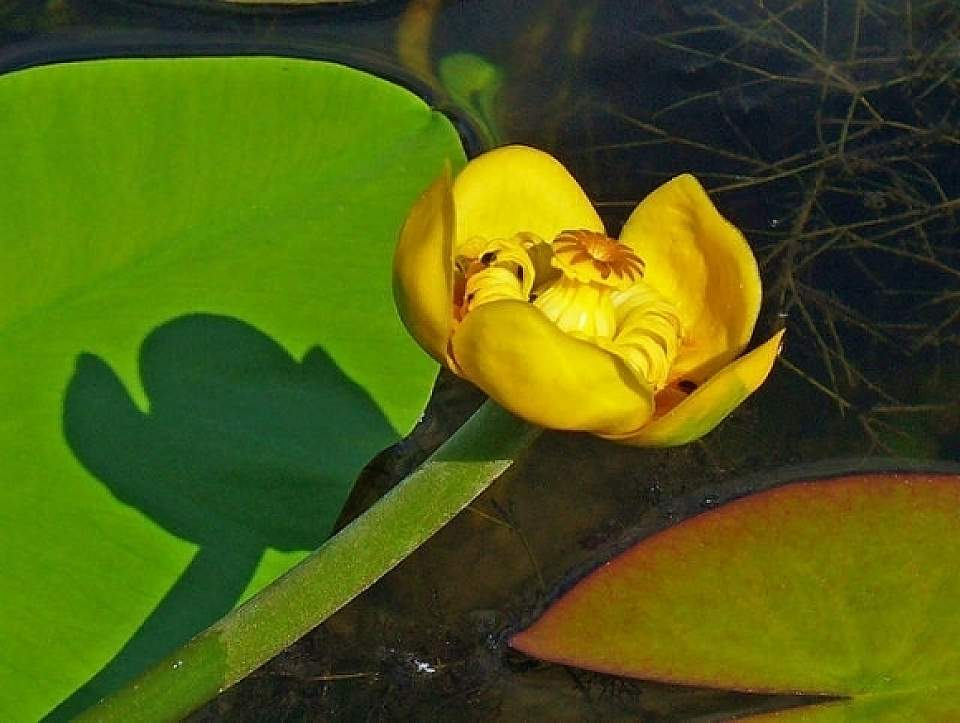 Nuphar polysepalum Lichens yellow pond lily wikimedia commons