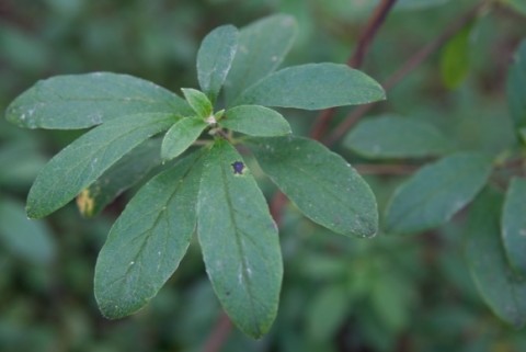 Rusty Menziesia IMG 7449