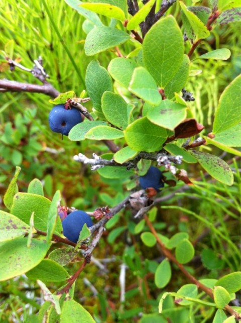 Alaska Blueberry15490ca7 71a4 45a4 9e9c 7a0d971308b0