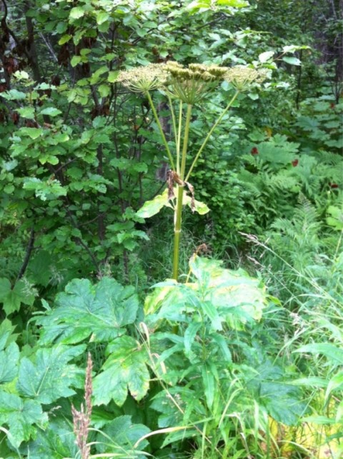 Heracleum lanatum Cow Parsnip815fc294 7cdb 43f9 b18d f79ae2f031bd