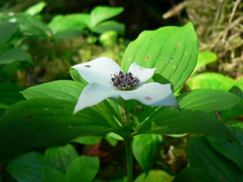 Cornus canadensis Dwarf Dogwood Drawf Dogwood Bunchberry Carpets